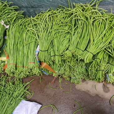 精品长豆角基地直供，货源稳定，诚信交易全国代发