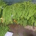 精品长豆角基地直供，货源稳定，诚信交易全国代发