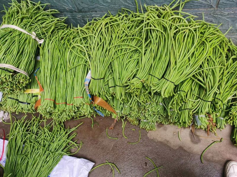 精品长豆角基地直供，货源稳定，诚信交易全国代发