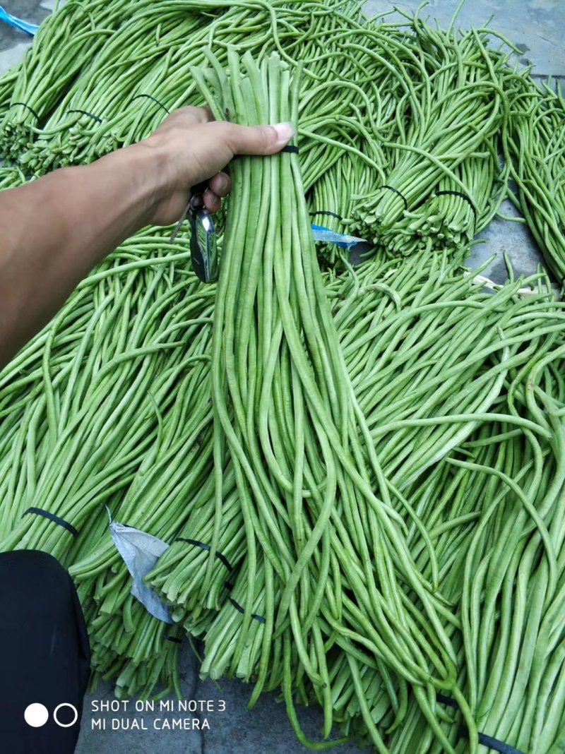 精品长豆角基地直供，货源稳定，诚信交易全国代发