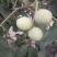 青皮核桃