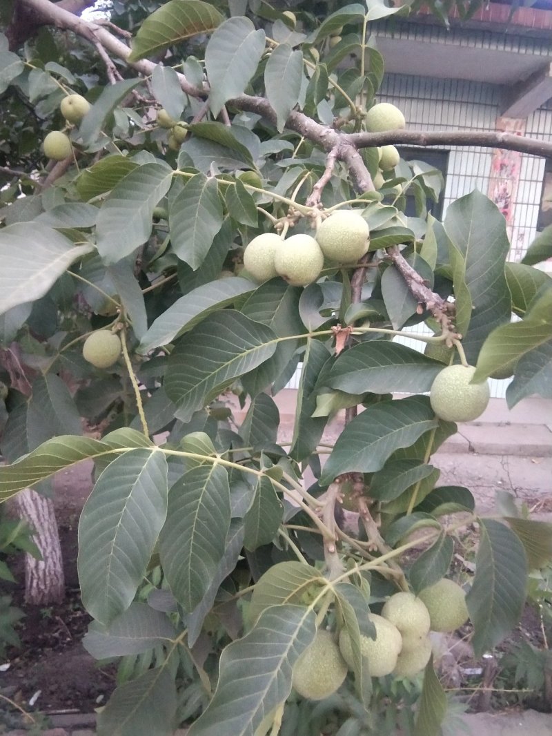 青皮核桃