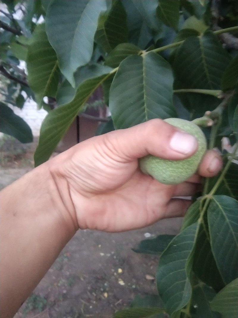 青皮核桃