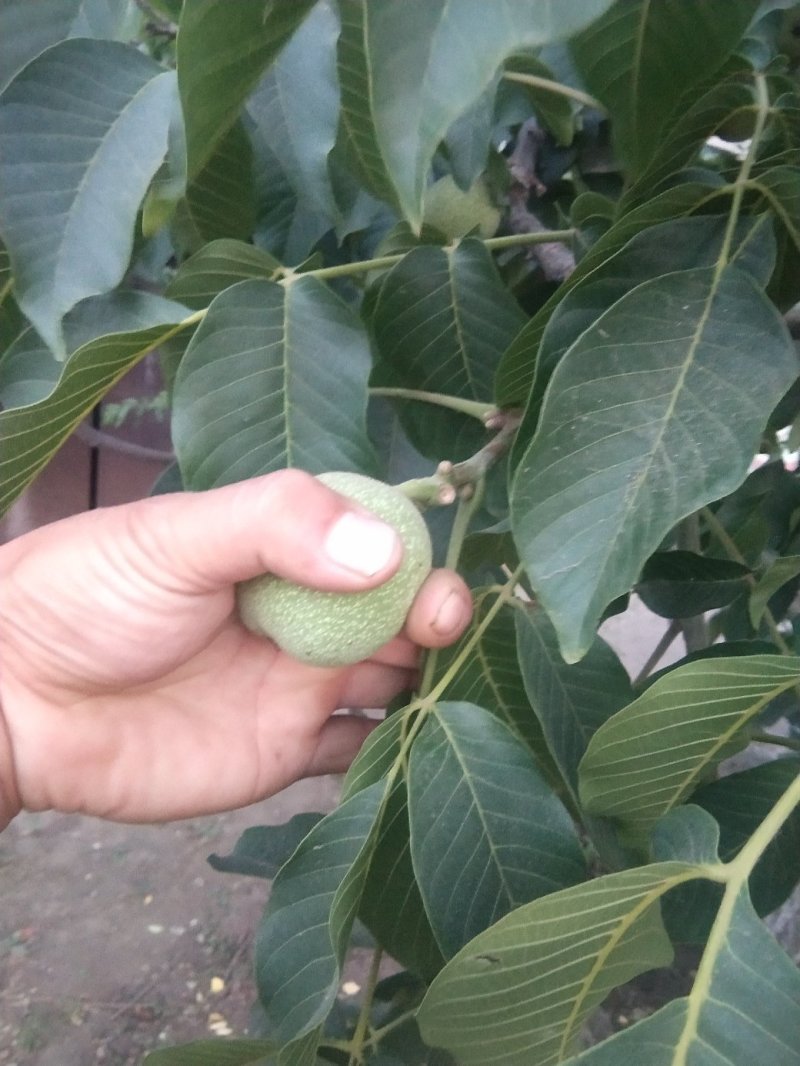 青皮核桃