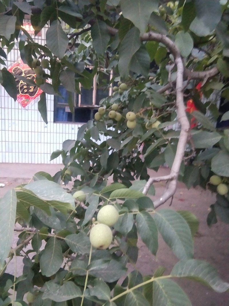 青皮核桃