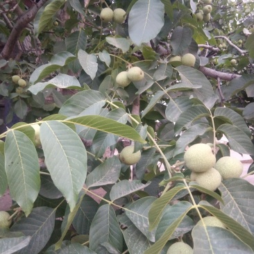 青皮核桃
