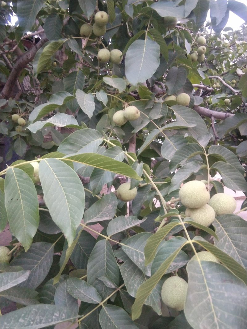 青皮核桃