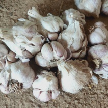 蒜种直叶，头红，叶直包纯，硬度够，头红