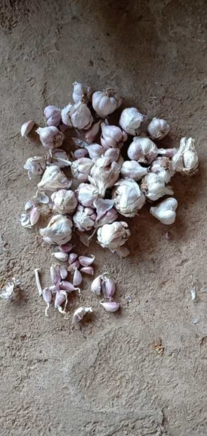 蒜种直叶，头红，叶直包纯，硬度够，头红