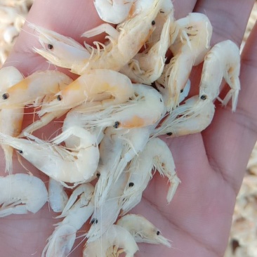 虾皮，特级虾皮，质量保证