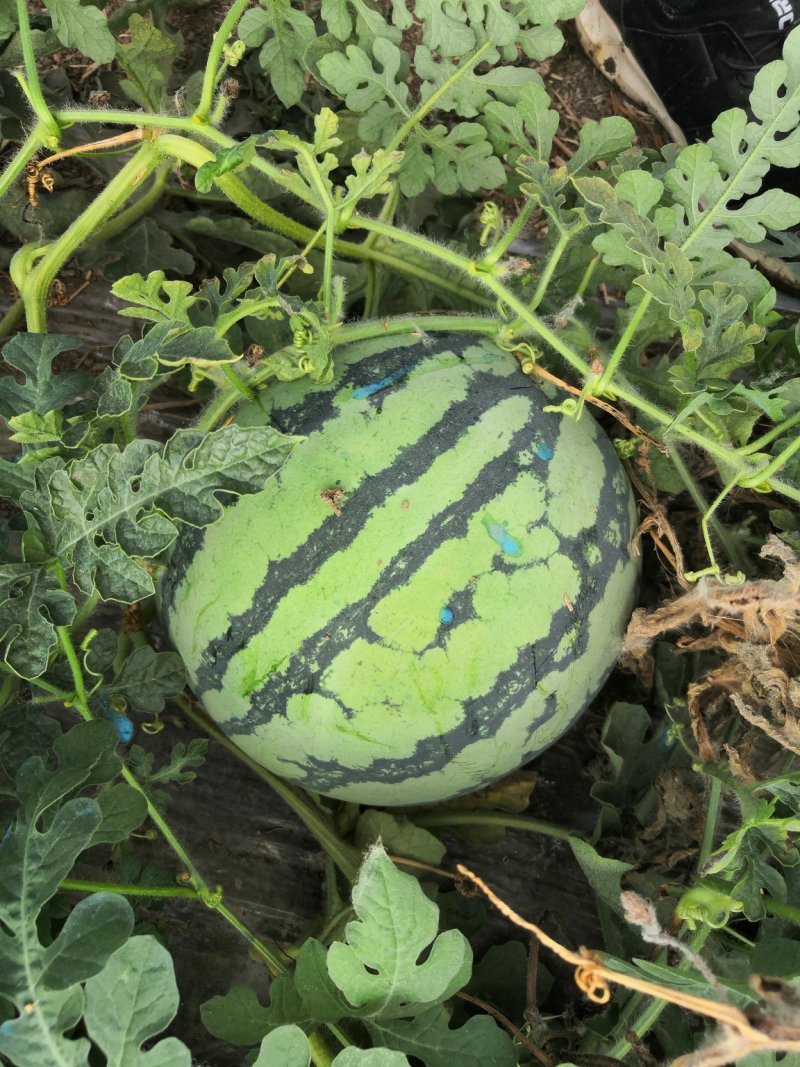 美都西瓜，大量上市，河南周口扶沟县