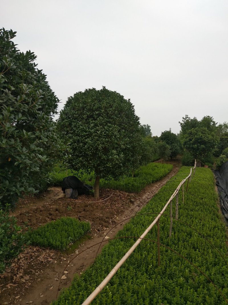 金桂独杆金桂丛生金桂河南潢川宏昌苗圃直销批发