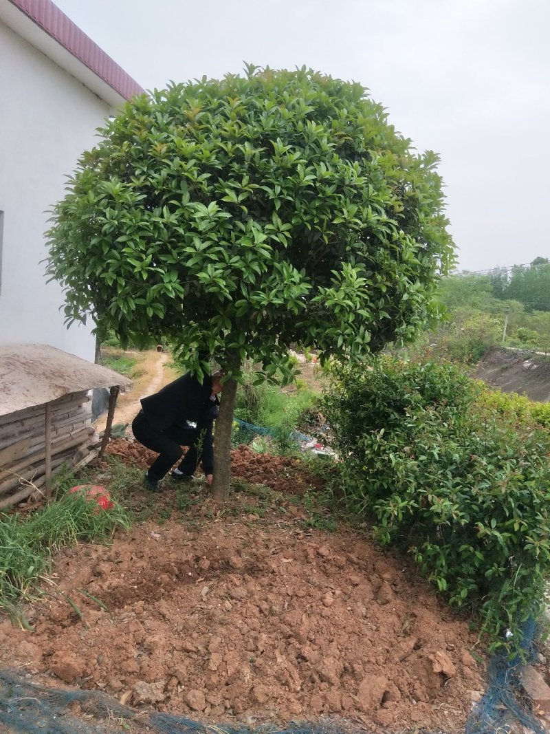 金桂独杆金桂丛生金桂河南潢川宏昌苗圃直销批发