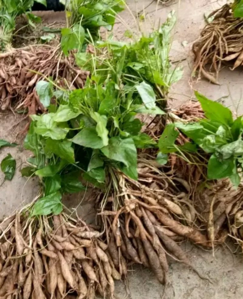 【百部苗】量大从优全国供货质量保证