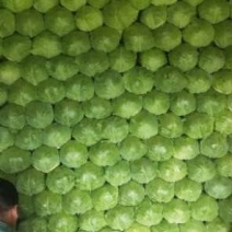 圆白菜