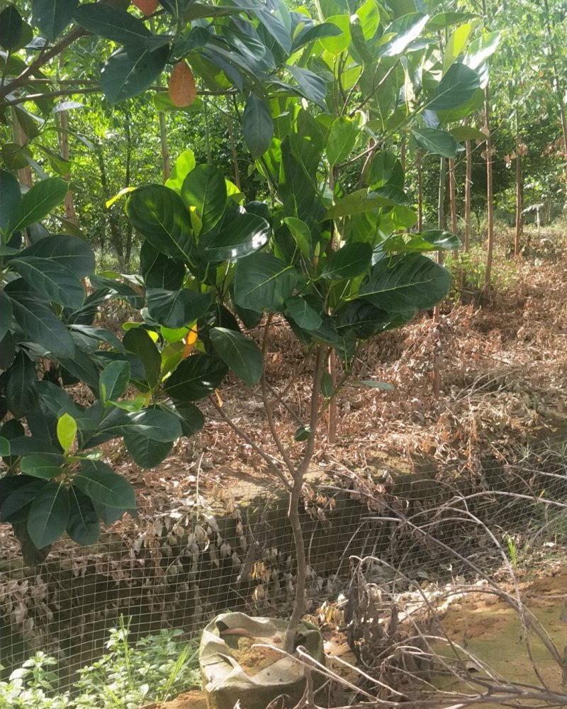 马来西亚1号菠萝树(农户自产自销)