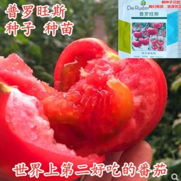 大口感普罗旺斯番茄种子西红柿种籽草莓番茄苗沙瓤口感好酸甜