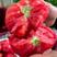 大口感普罗旺斯番茄种子西红柿种籽草莓番茄苗沙瓤口感好酸甜