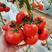 大口感普罗旺斯番茄种子西红柿种籽草莓番茄苗沙瓤口感好酸甜