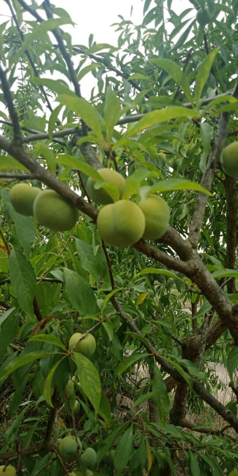 四川简阳青脆李基地