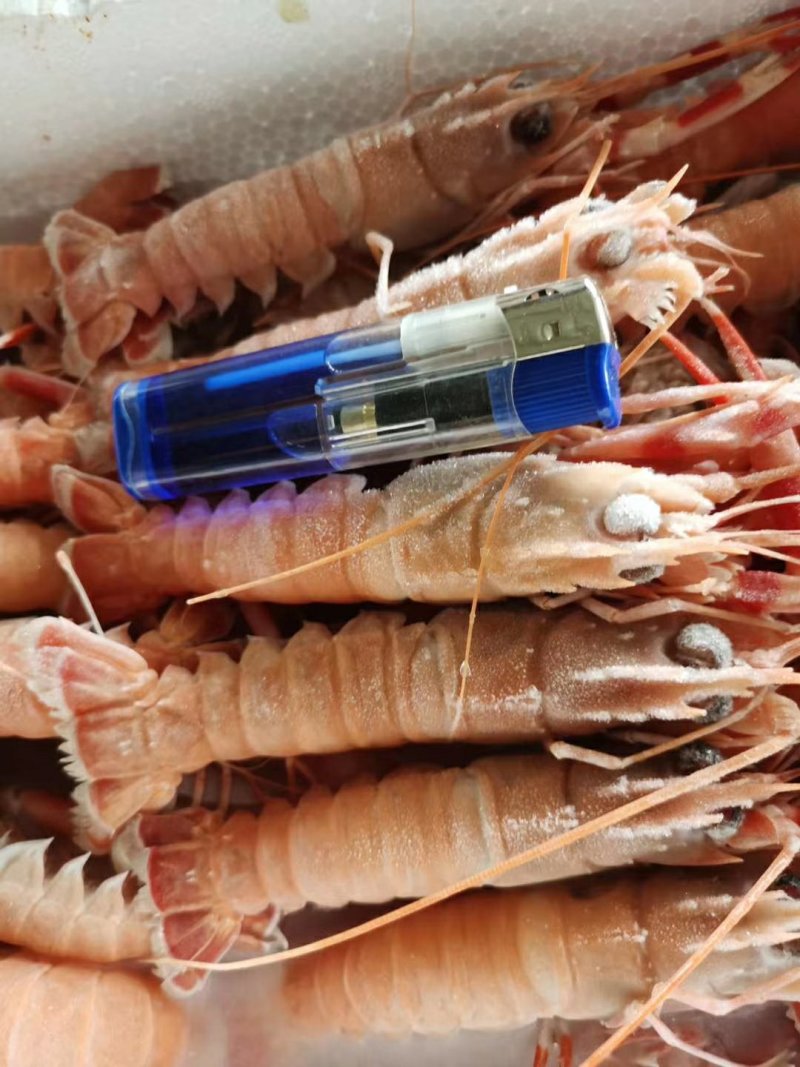 包邮海捕海鳌虾深海小龙虾新鲜海龙虾海鳌虾刺身龙虾