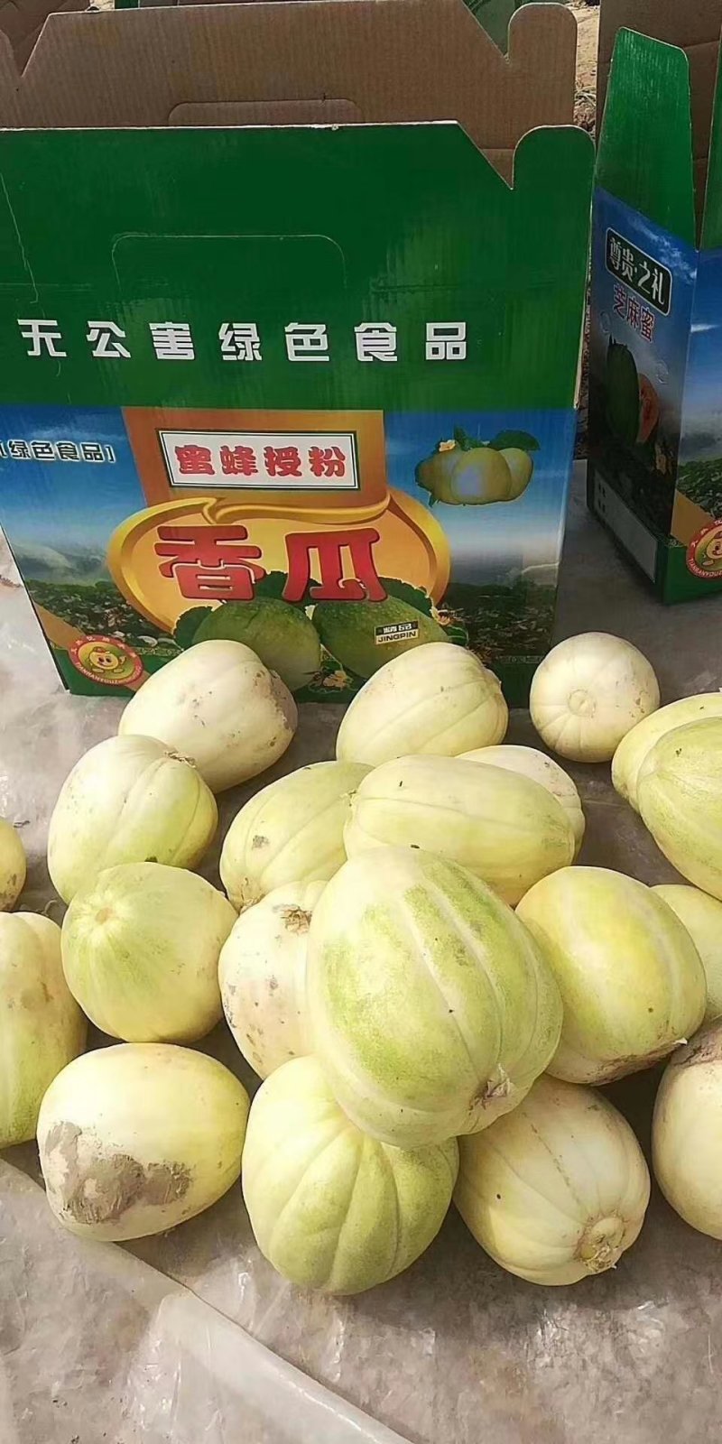 山西忻州本地甜瓜大量开园了，品种多，价格低