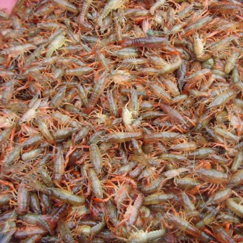 淡水小龙虾苗抱卵种虾苗淡水养殖