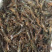 淡水小龙虾苗抱卵种虾苗淡水养殖
