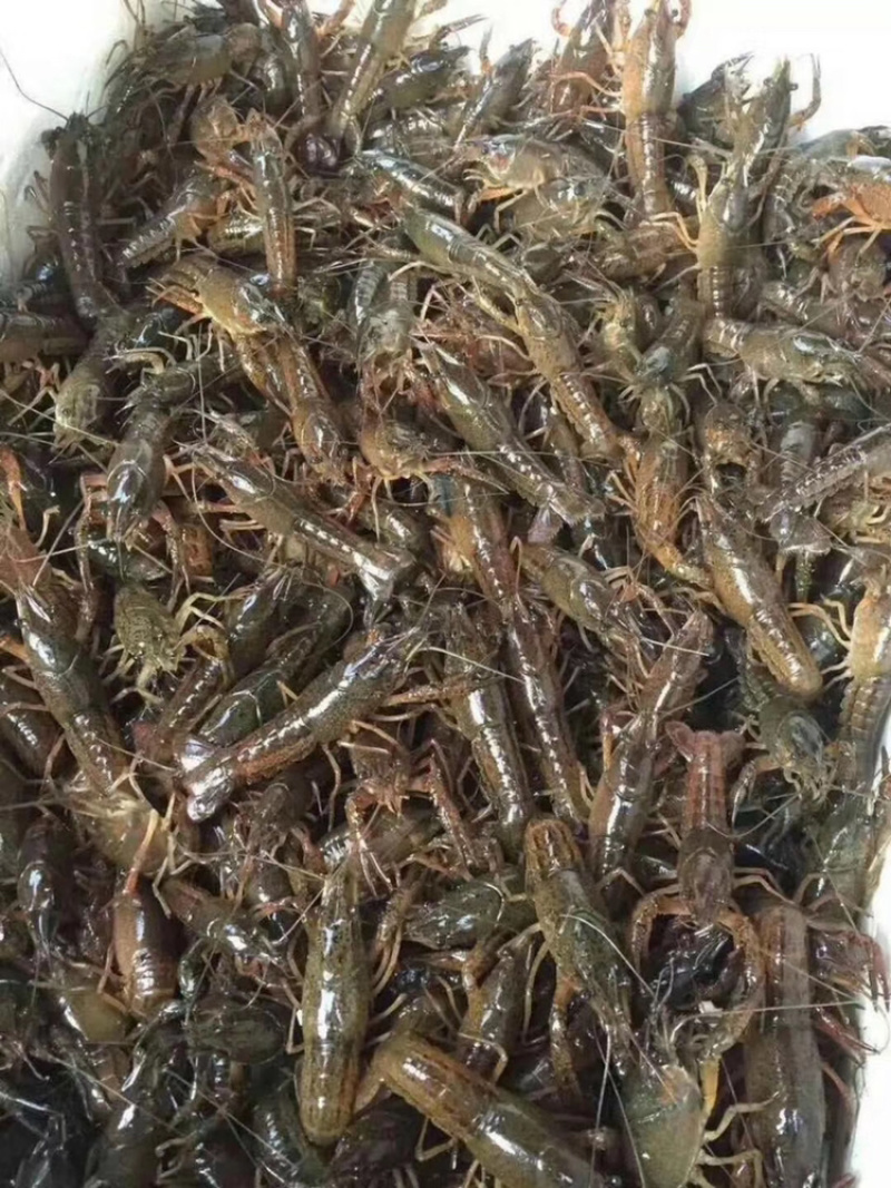 淡水小龙虾苗抱卵种虾苗淡水养殖