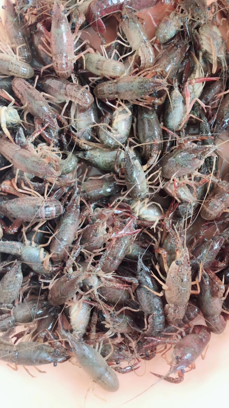 淡水小龙虾苗抱卵种虾苗淡水养殖