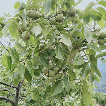 高山泡核桃