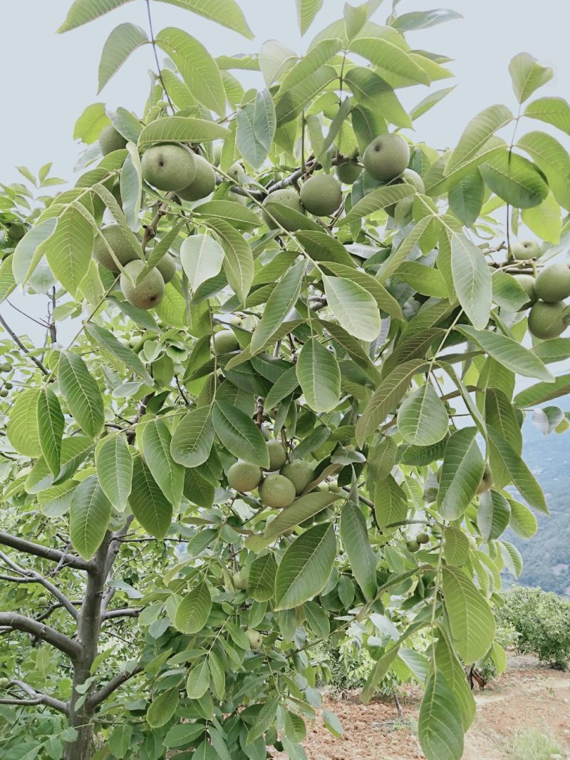 高山泡核桃