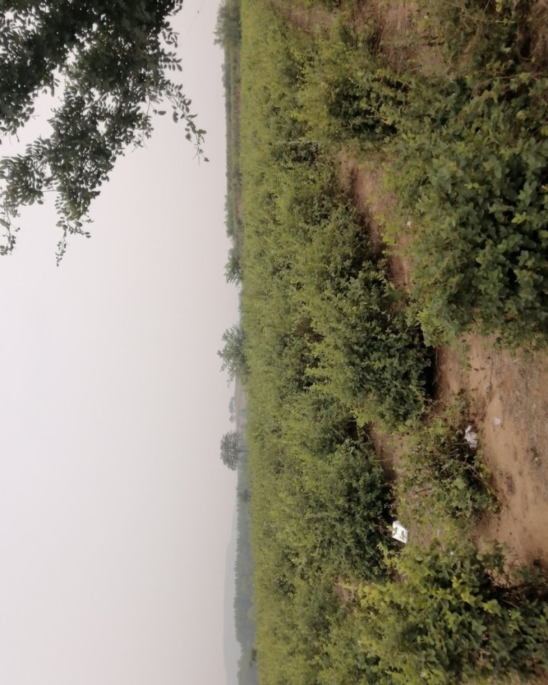 金银花基地大树，转让