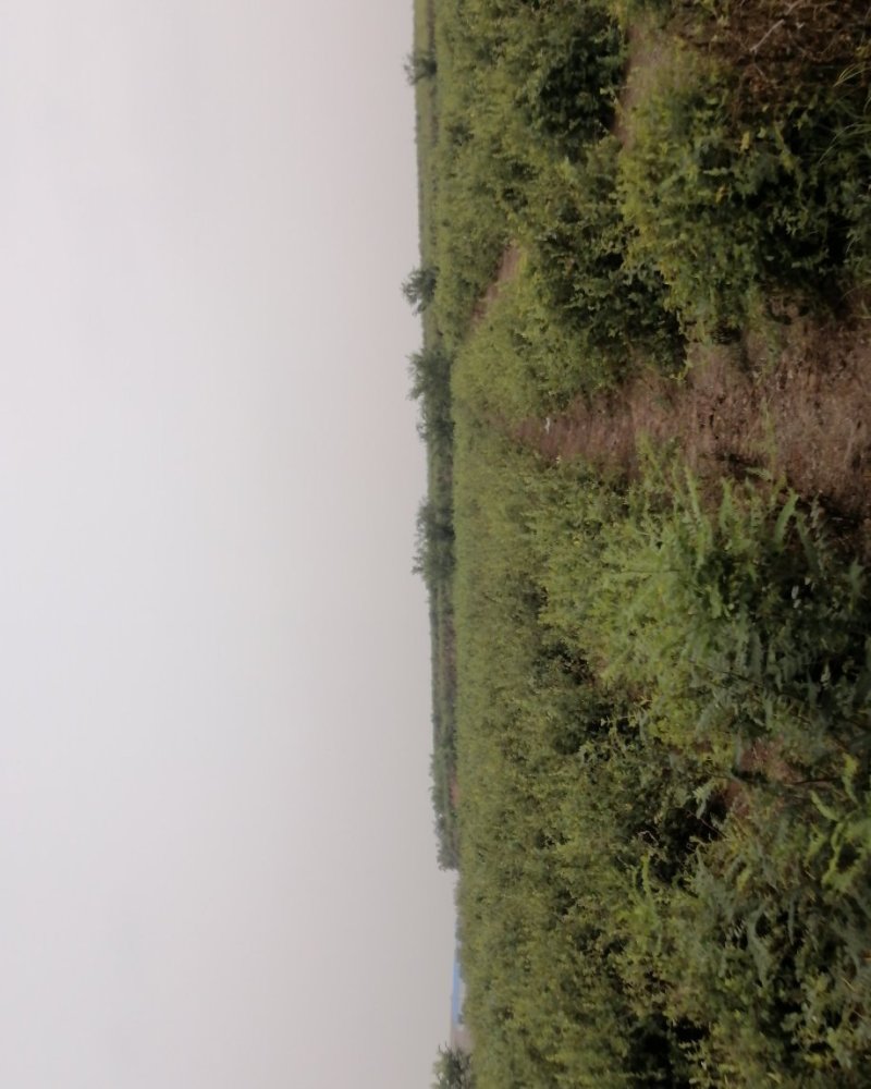 金银花基地大树，转让