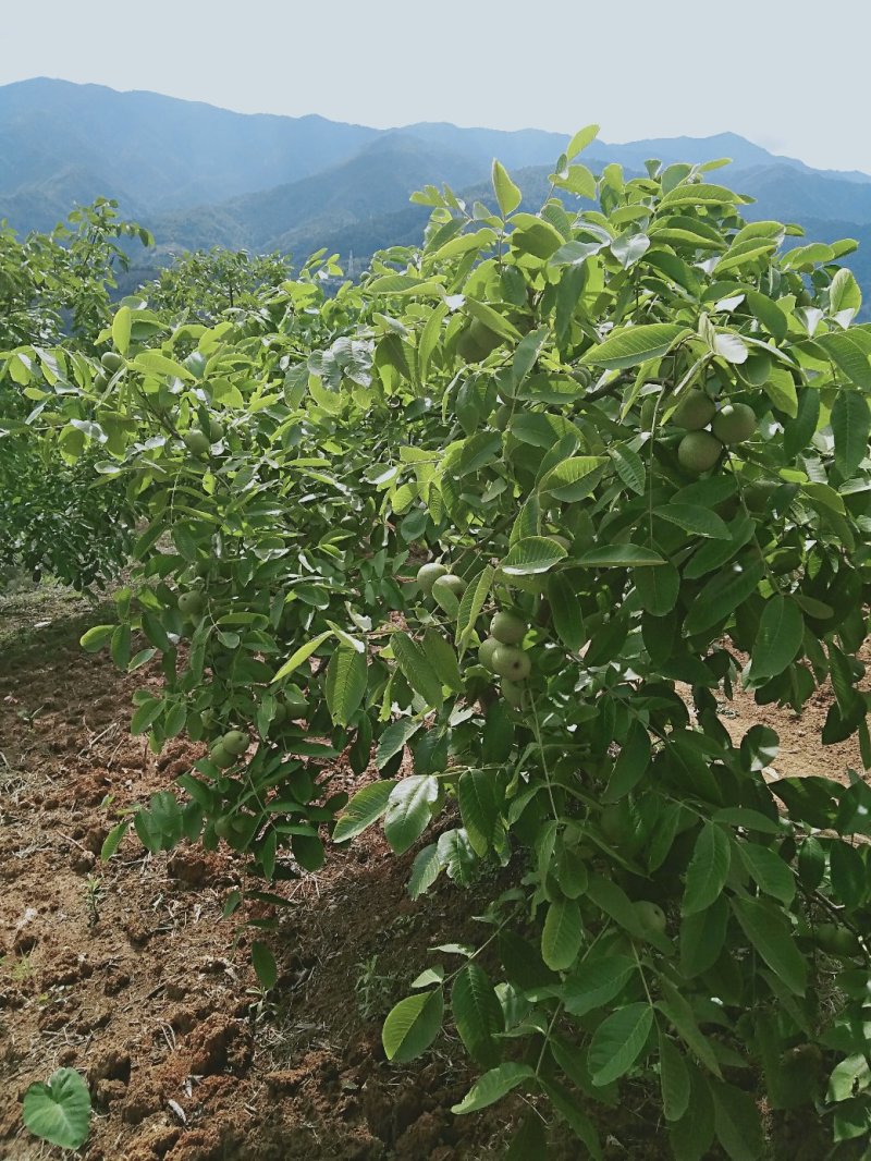 高山泡核桃