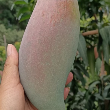 云南红象牙芒果，五月上市