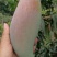 云南红象牙芒果，五月上市
