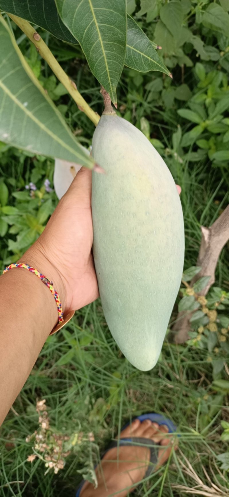 云南红象牙芒果，五月上市