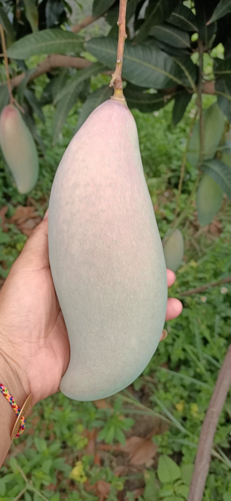 云南红象牙芒果，五月上市