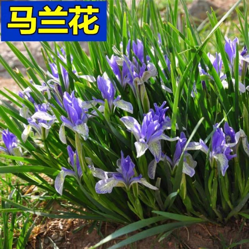 马莲种子新采马兰花种子马蔺马兰草耐涝耐旱耐盐碱适应性强花