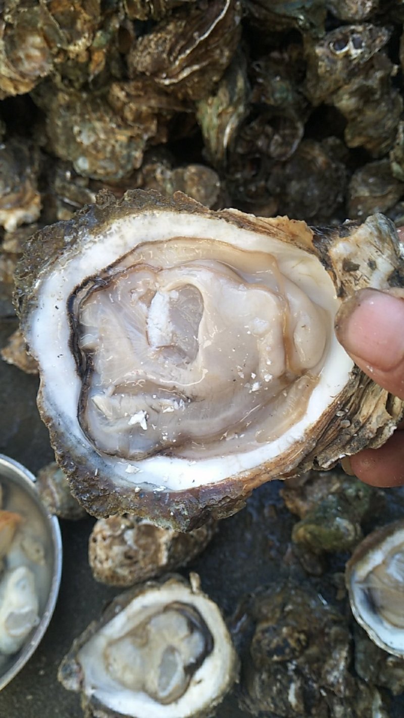 农户摘的野蚝，当天摘当天发货，适合烧烤，开肉批发零售