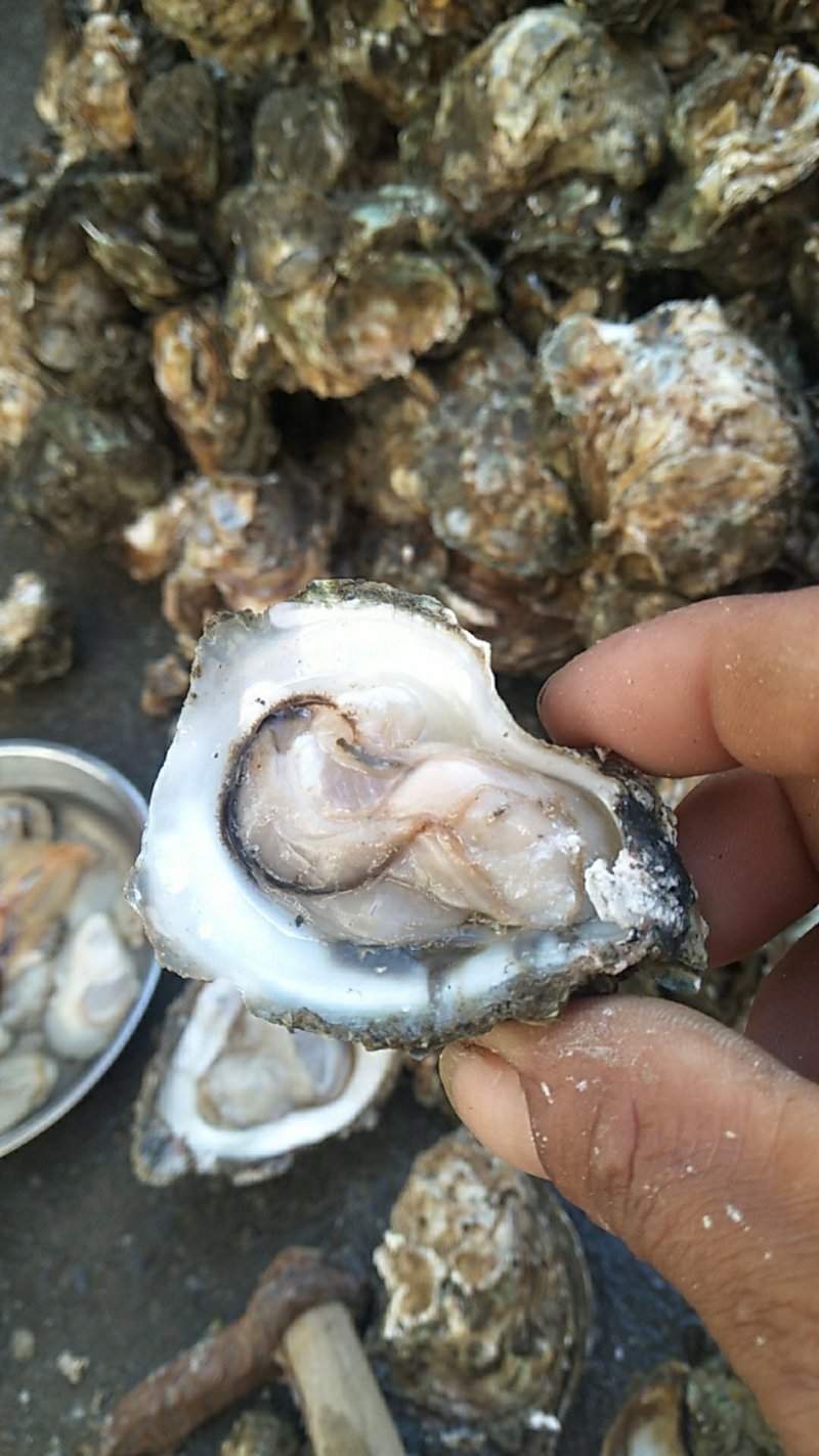 农户摘的野蚝，当天摘当天发货，适合烧烤，开肉批发零售
