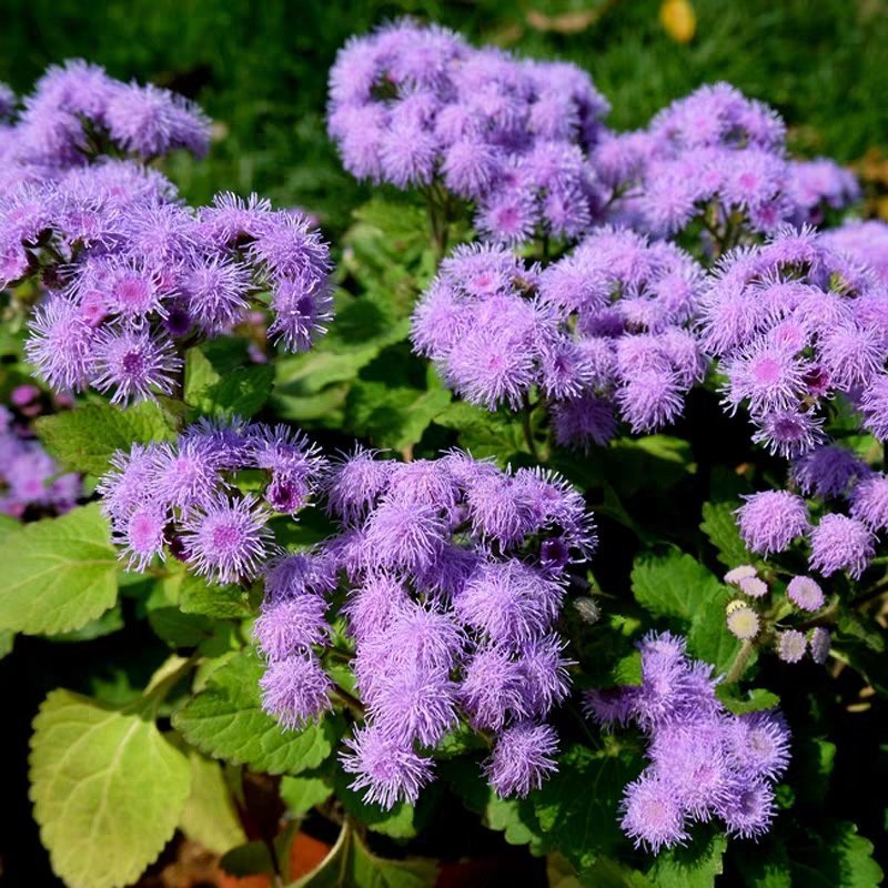 霍香蓟种子蓝花冠藿香蓟花籽四季播易种阳台庭院盆栽花卉花