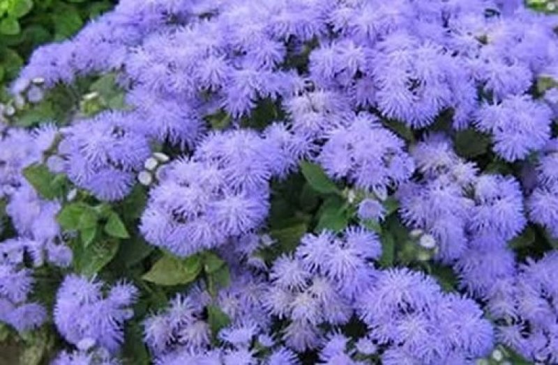 霍香蓟种子蓝花冠藿香蓟花籽四季播易种阳台庭院盆栽花卉花