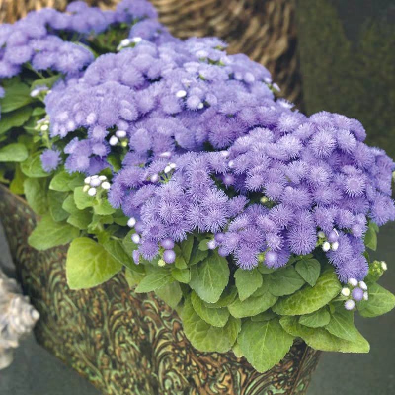 霍香蓟种子蓝花冠藿香蓟花籽四季播易种阳台庭院盆栽花卉花