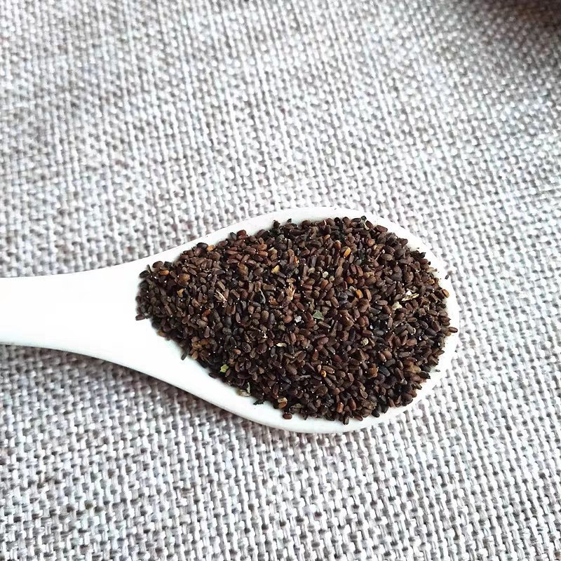 霍香蓟种子蓝花冠藿香蓟花籽四季播易种阳台庭院盆栽花卉花