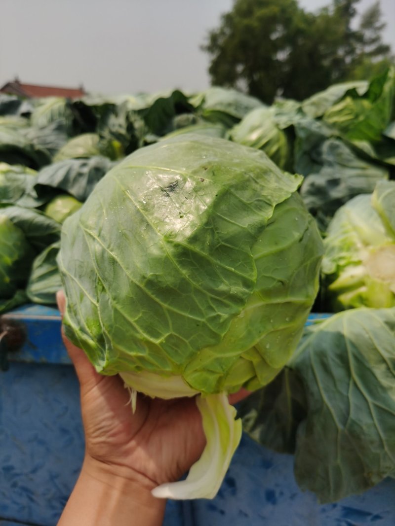 甘蓝大量上市，货源充足，需要的联系我，（视频看货）