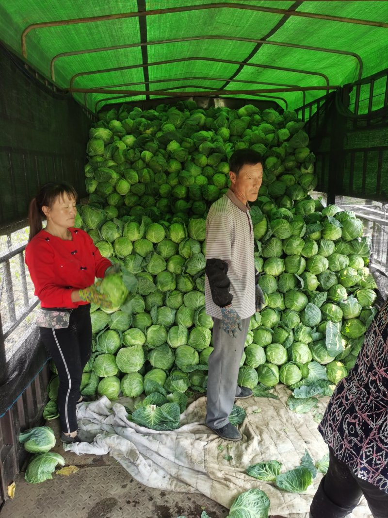 甘蓝大量上市，货源充足，需要的联系我，（视频看货）