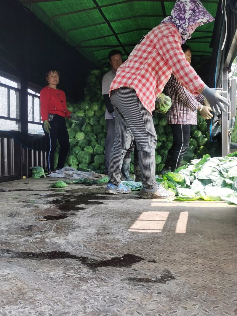 甘蓝大量上市，货源充足，需要的联系我，（视频看货）