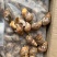 花螺鲜活冷冻海螺香螺小海螺东风螺新鲜海鲜水产贝类冰鲜花螺